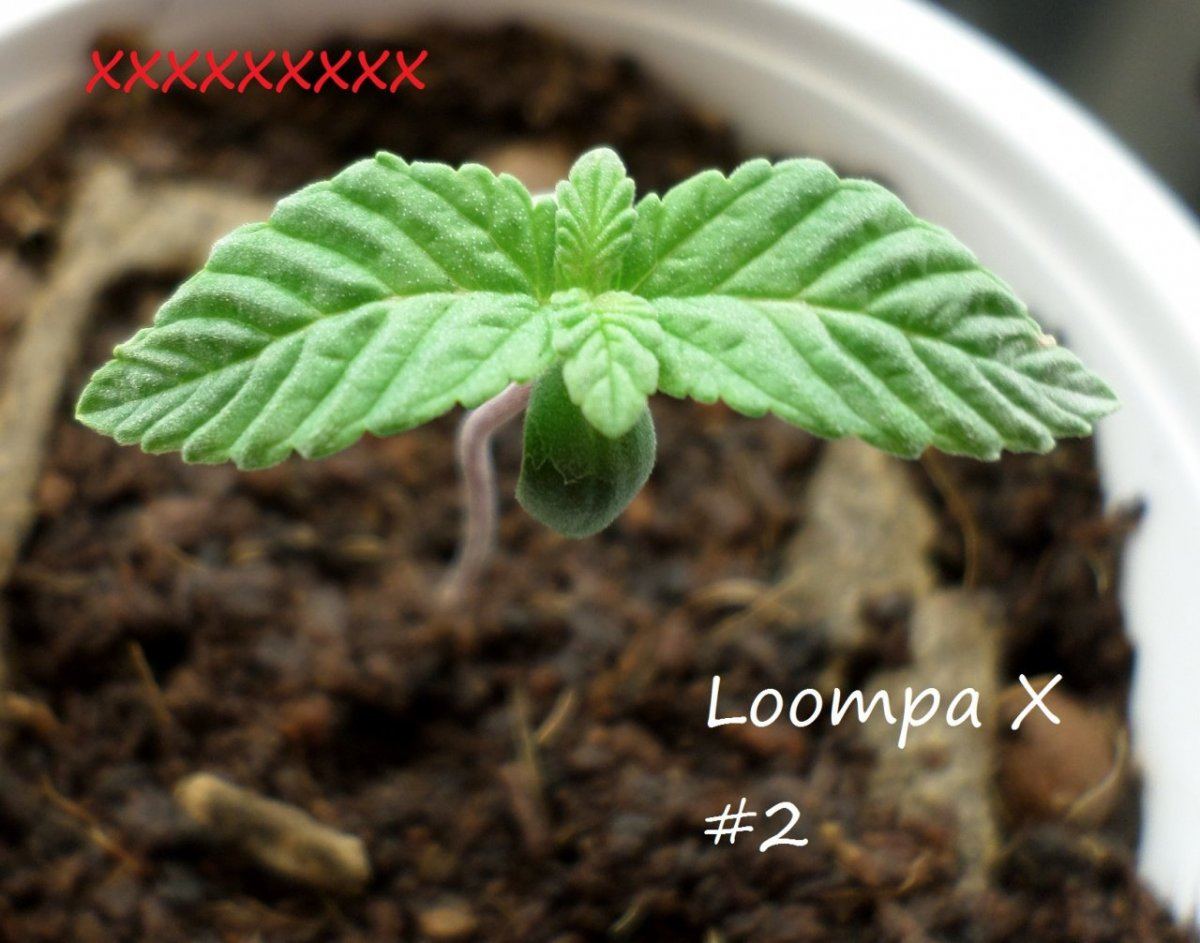 7 14 2014MoonDawgF2 2