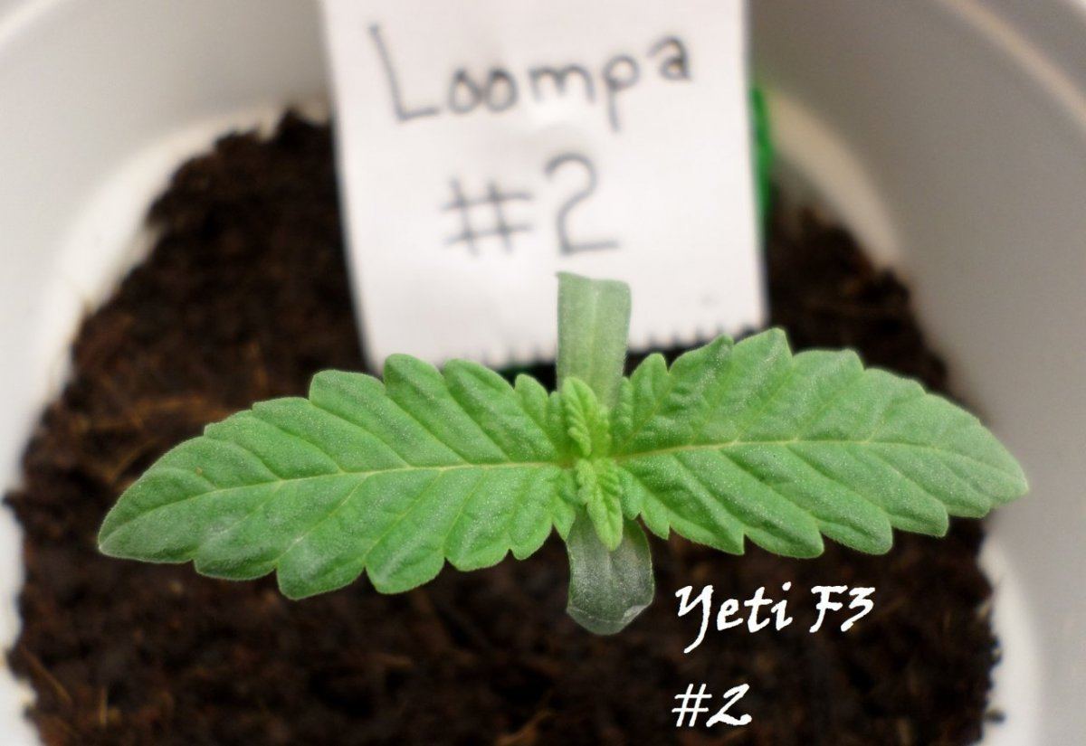 7 14 2014YetiF3 2
