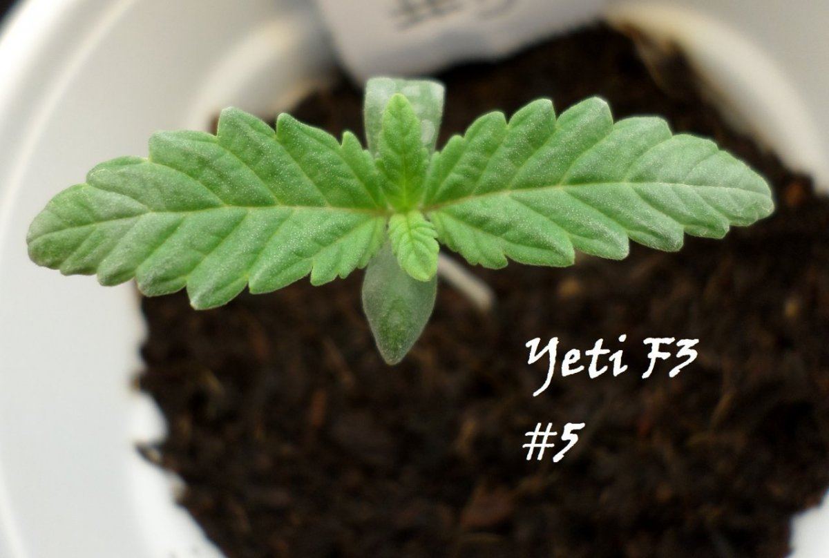 7 14 2014YetiF3 5