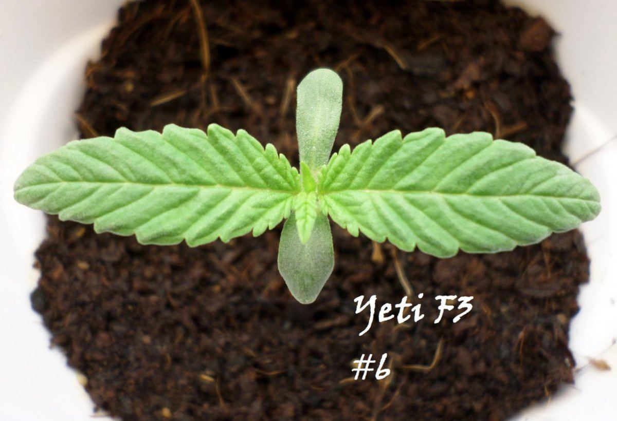 7 14 2014YetiF3 6