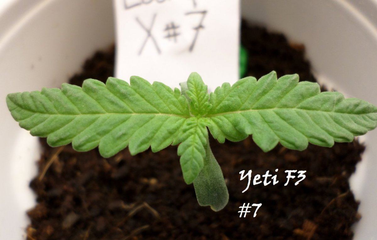 7 14 2014YetiF3 7