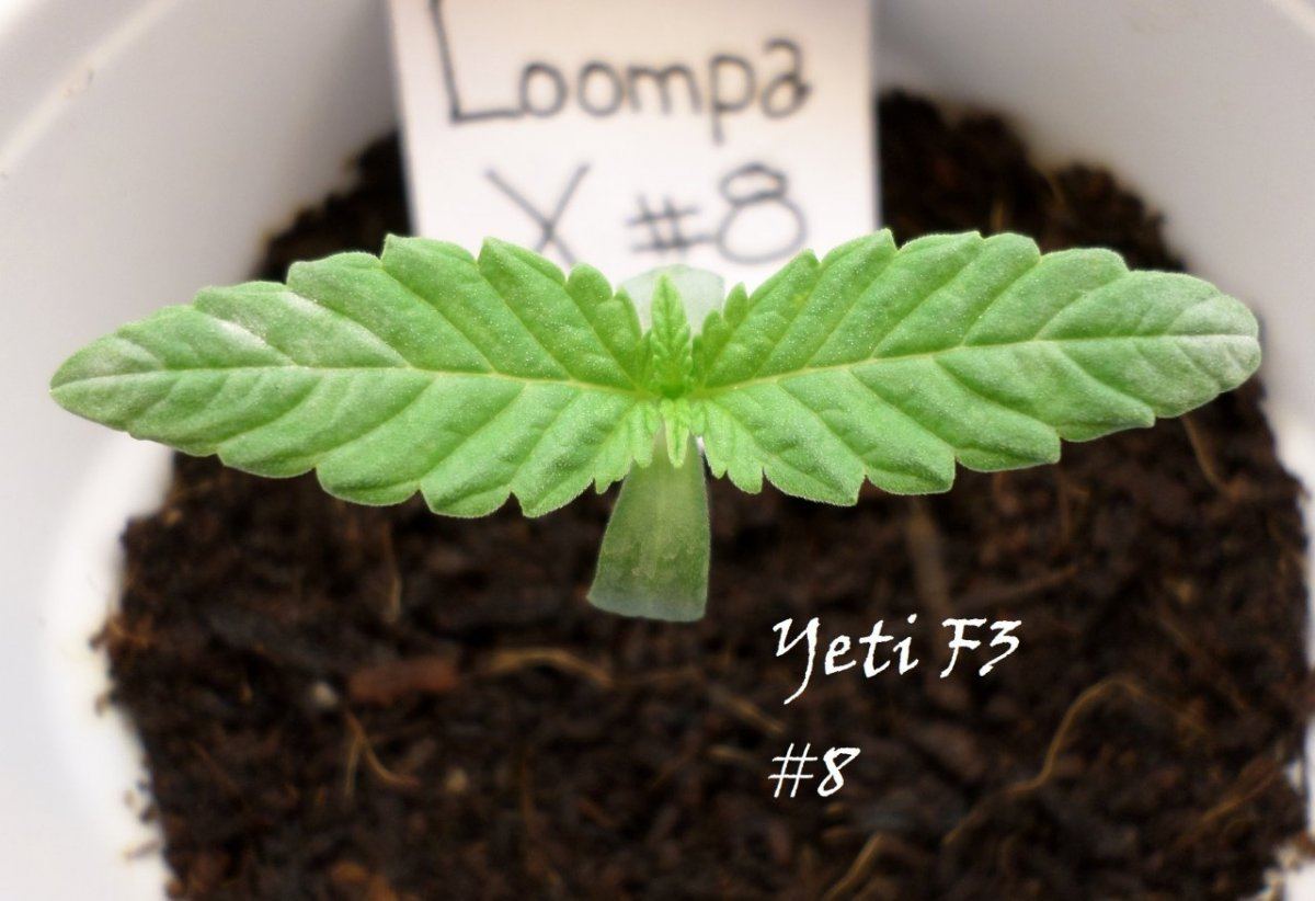 7 14 2014YetiF3 8