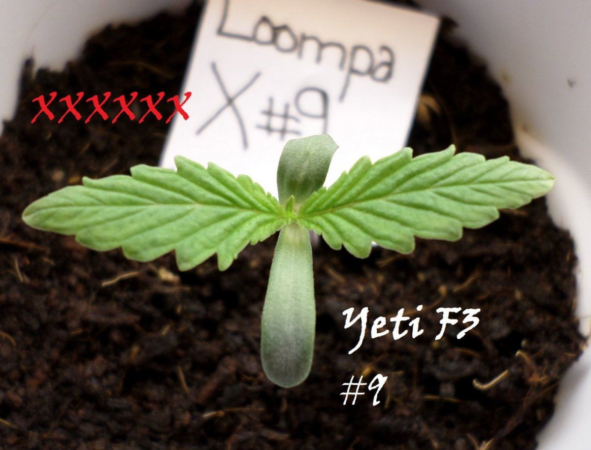 7 14 2014YetiF3 9