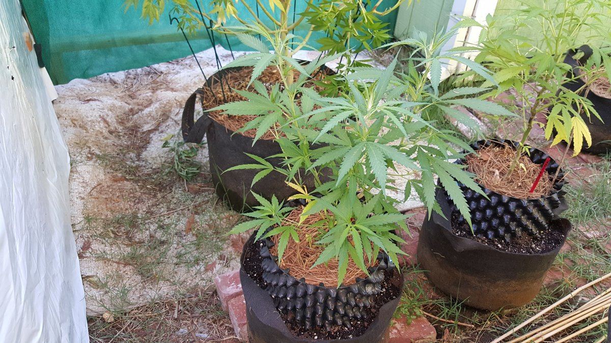 7 17 Black Jack