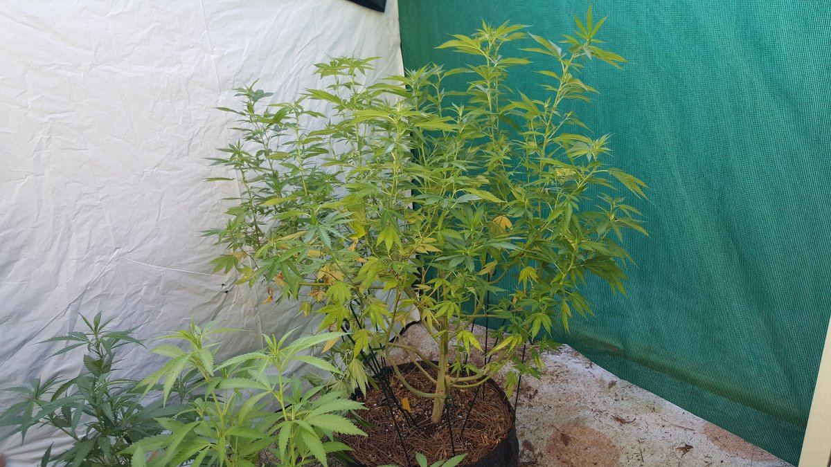 7 17 GG4