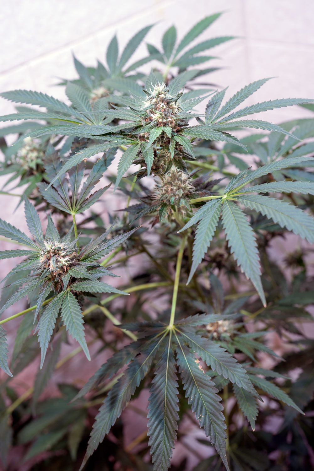 7 18 chem 1 x ssdd 2