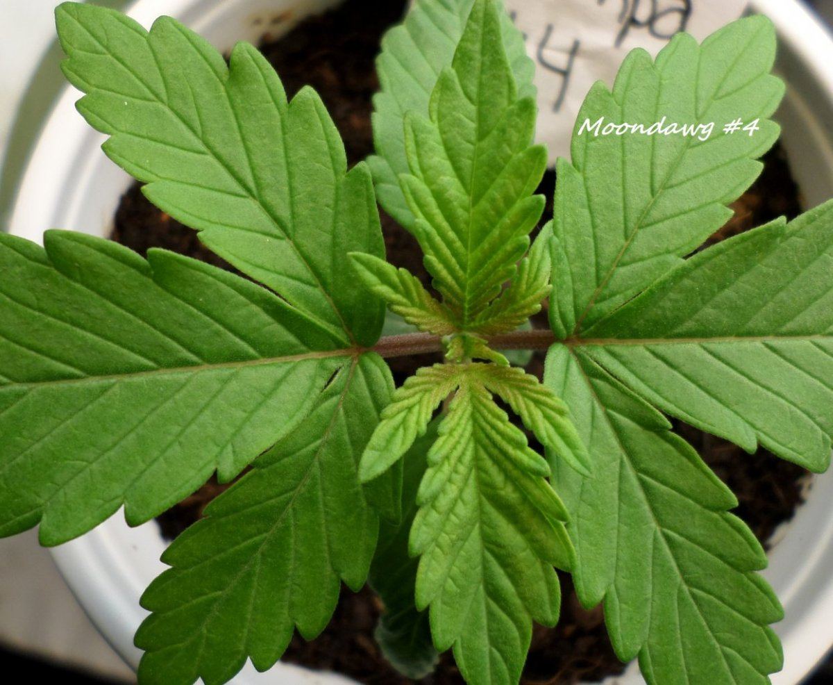 7 20 2014MoonDawgF2 4