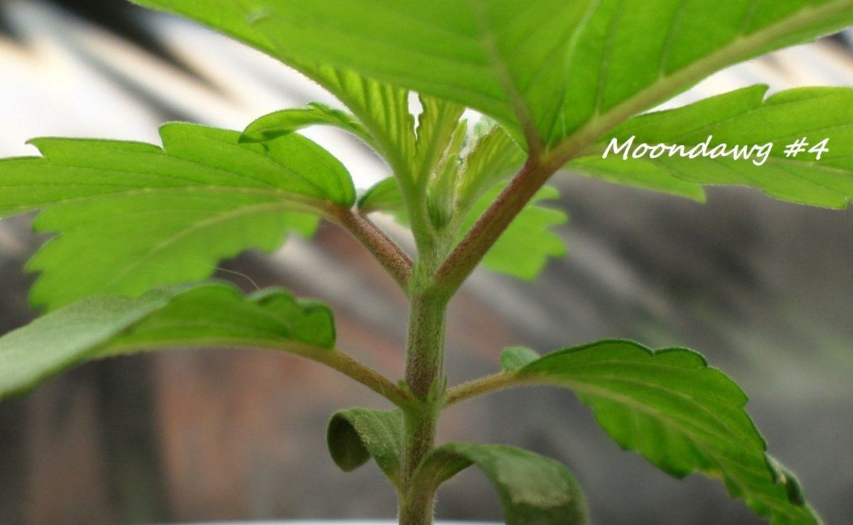 7 20 2014MoonDawgF2 4a