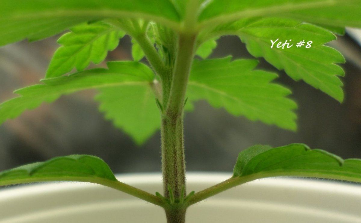 7 20 2014YetiF3 8a