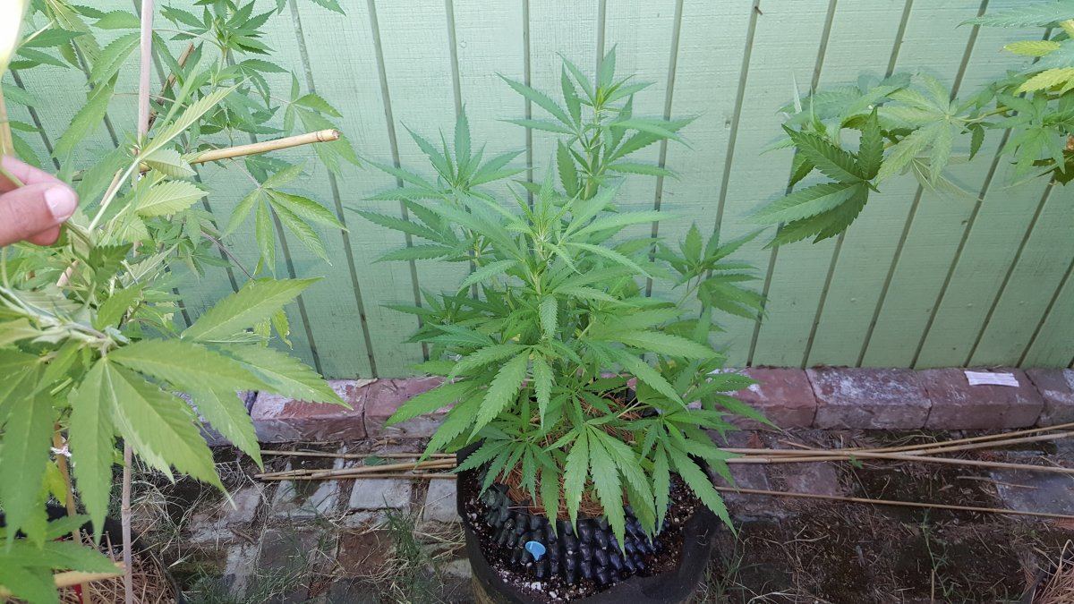 7 22 Black Jack