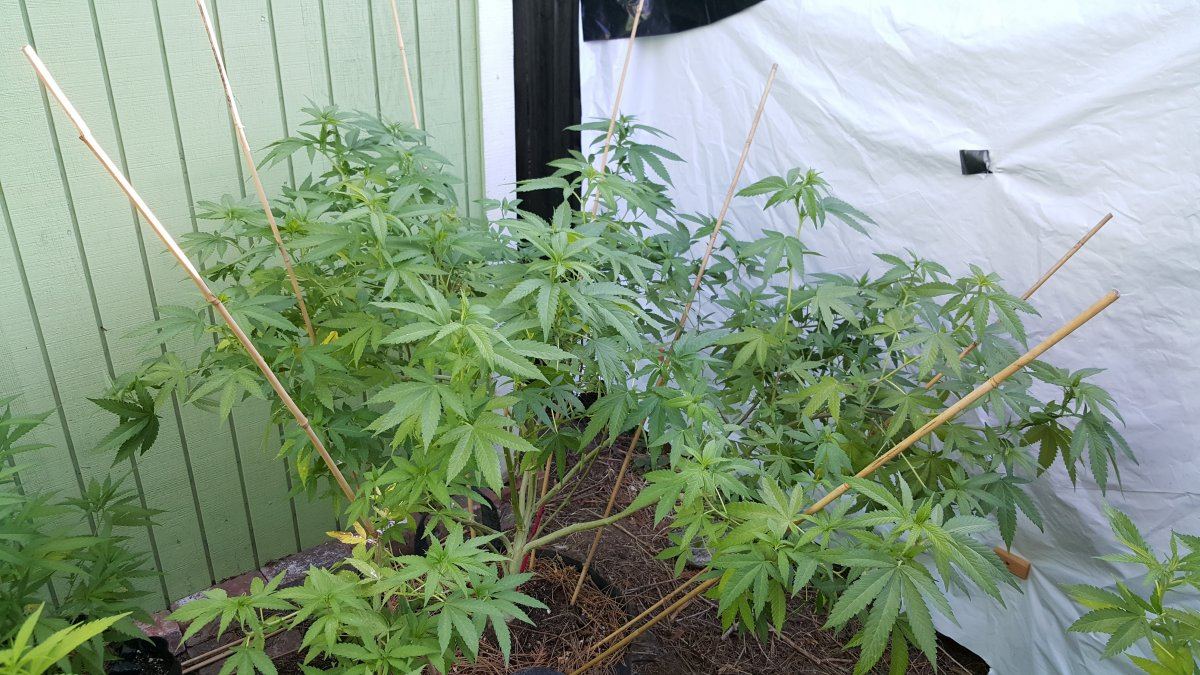 7 22 Bubba Kush