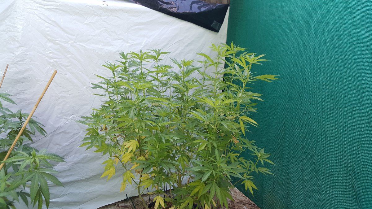 7 22 GG4