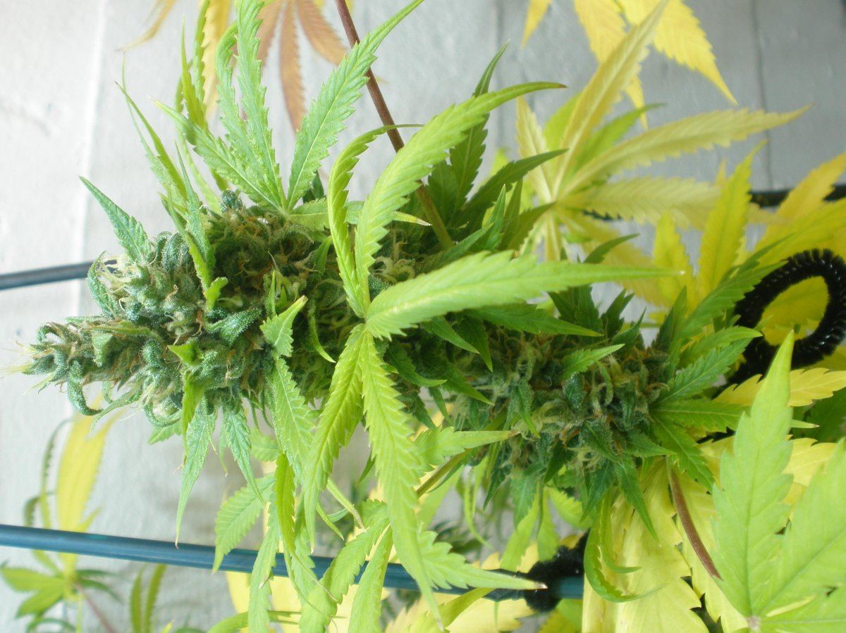 7 24 2009 humboldt bud