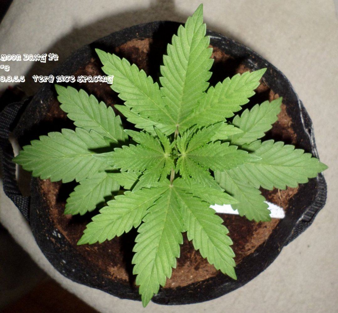 7 27 2014MoonDawgF2 3b