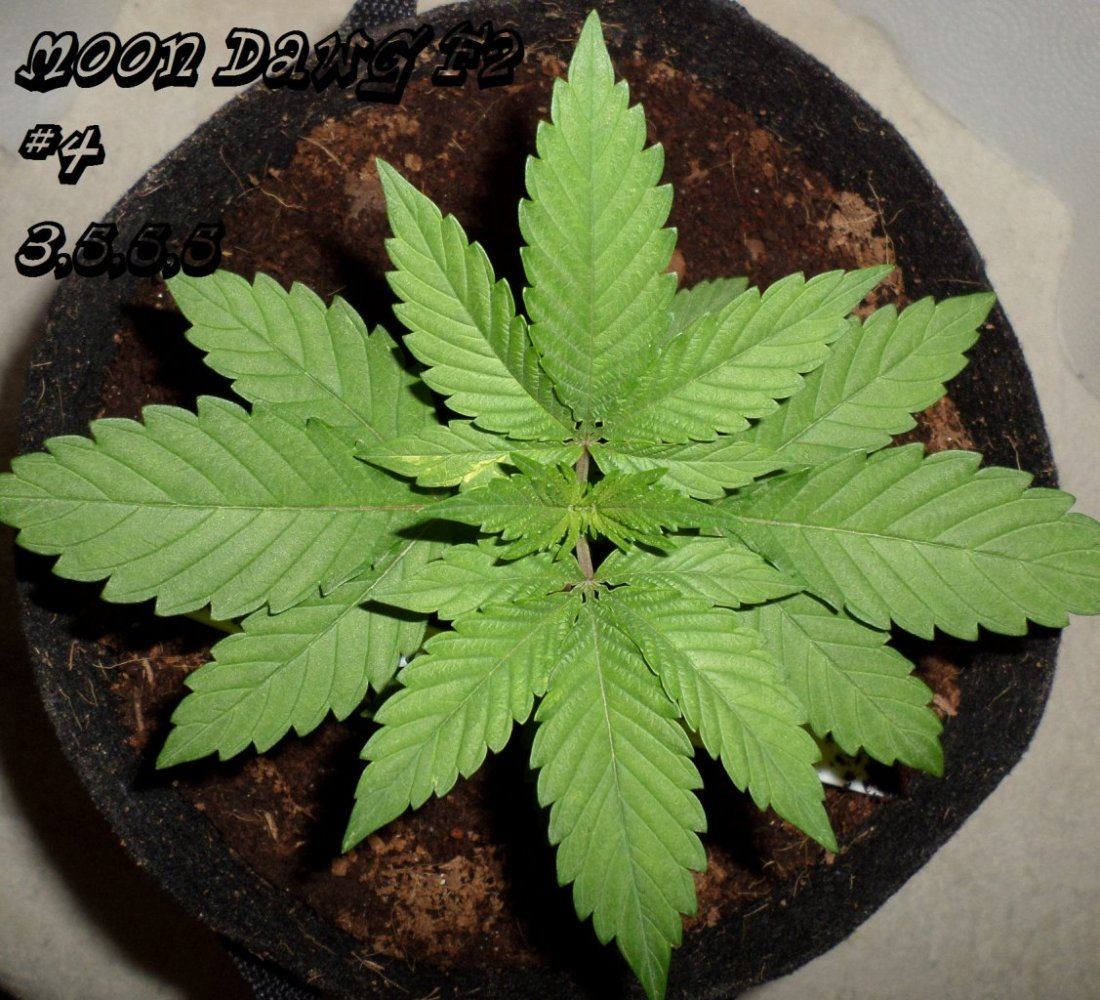 7 27 2014MoonDawgF2 4