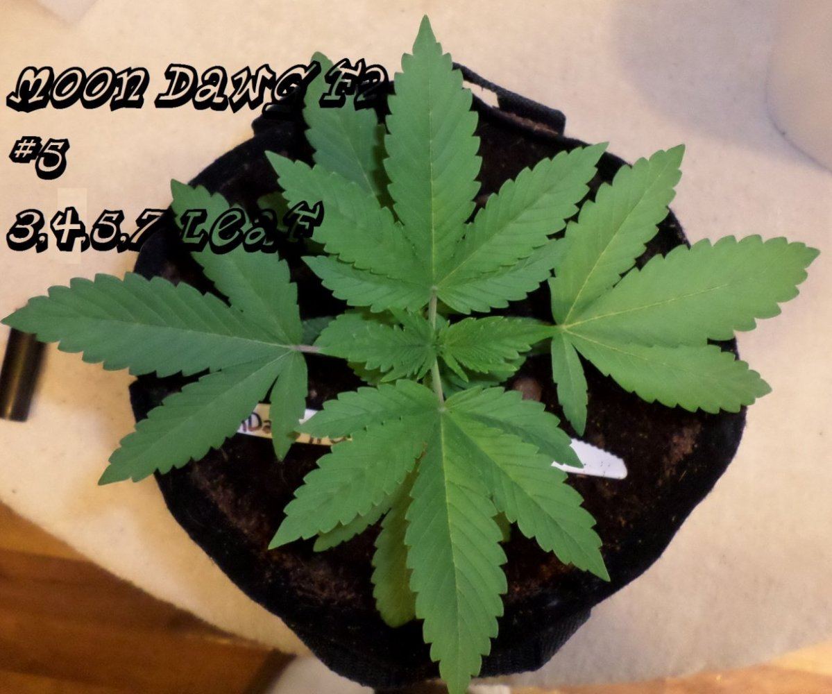 7 27 2014MoonDawgF2 5