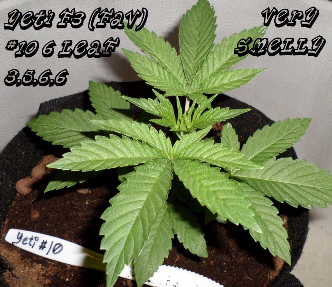 7 27 2014YetiF3 10