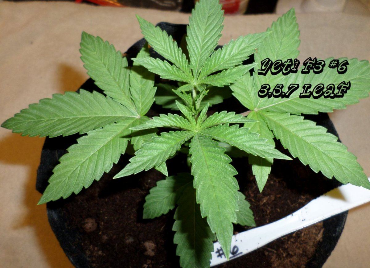 7 27 2014YetiF3 6