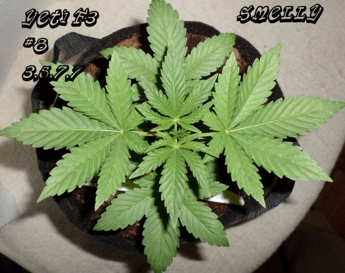 7 27 2014YetiF3 8