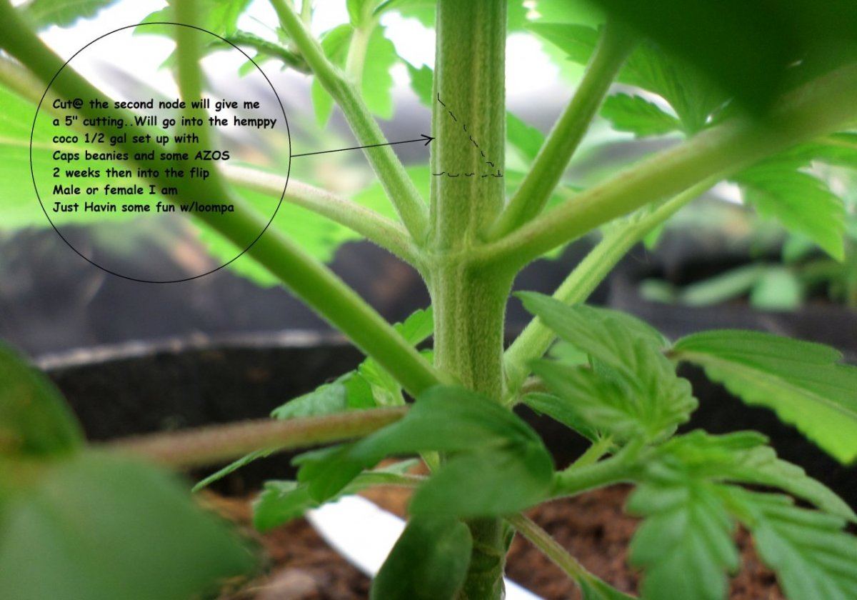 7 30 2014Cuttings1