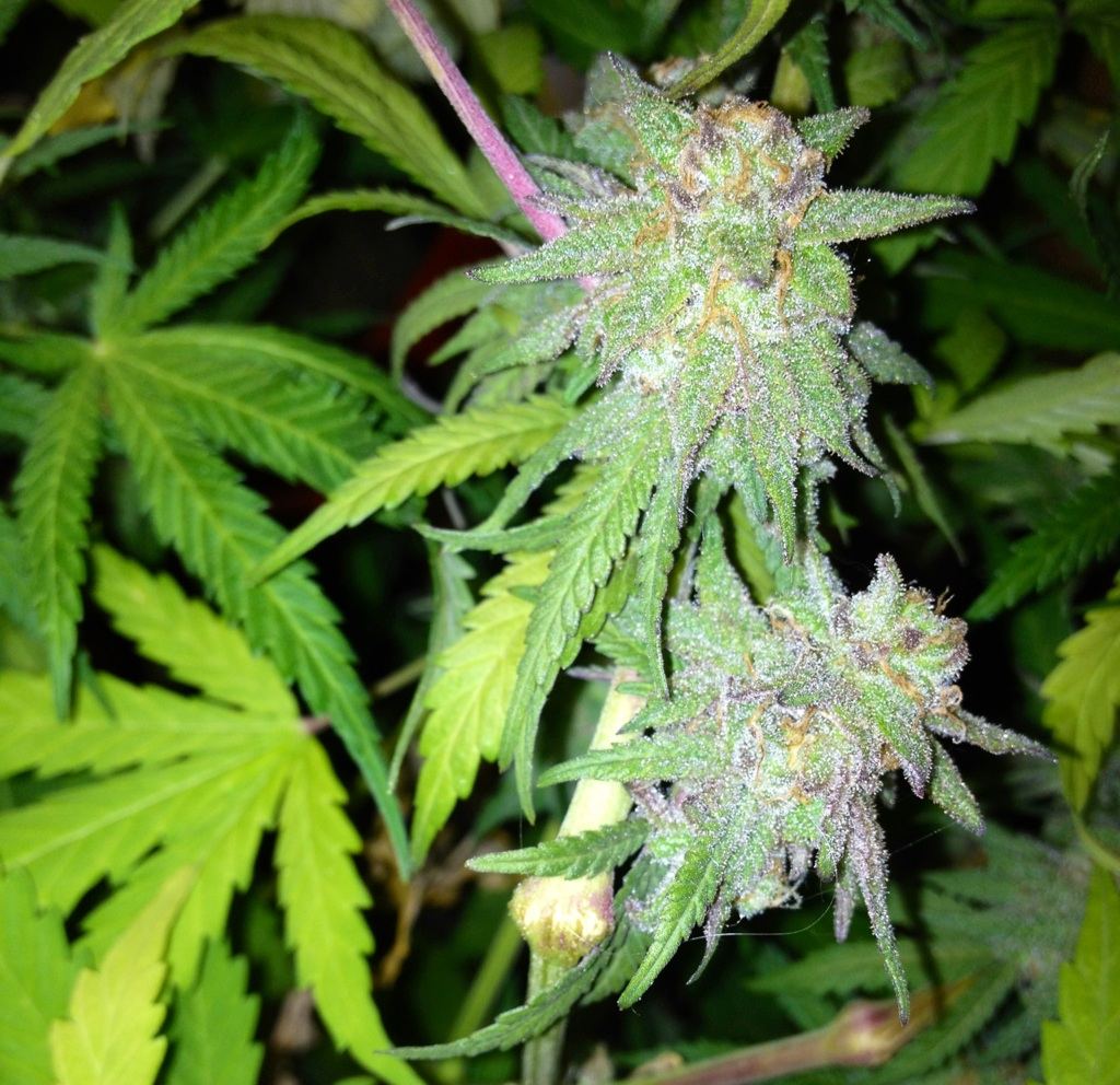 7 5gdpbranchnugs