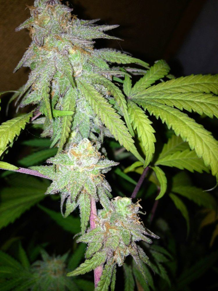 7 5gdpbud