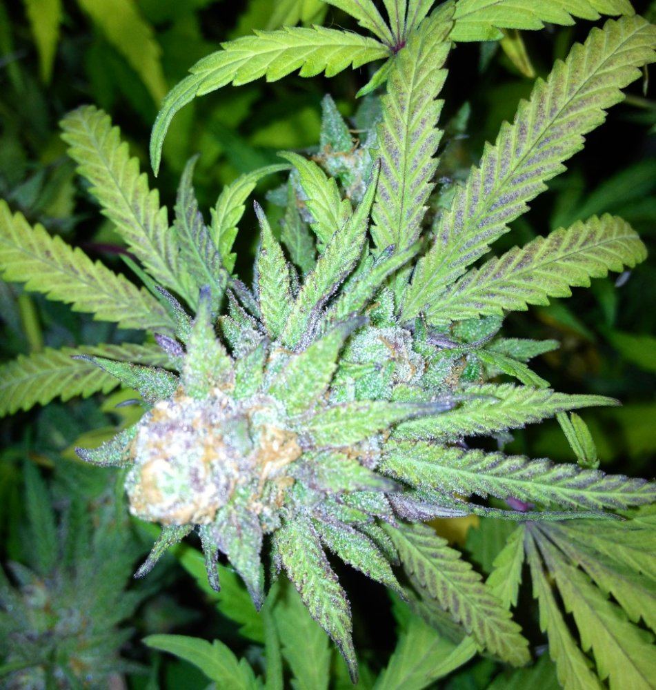 7 5gdpnug