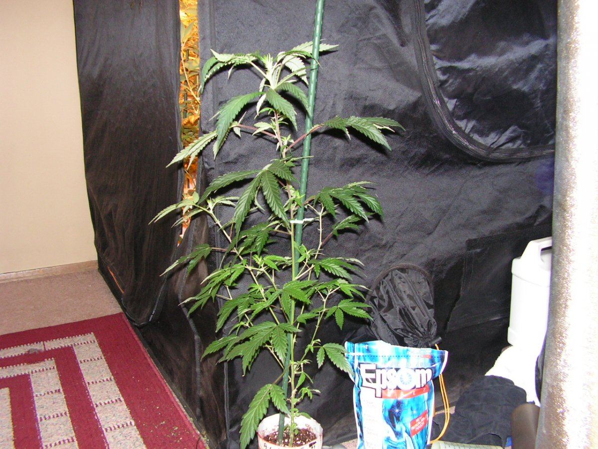 7 alien cookies 1