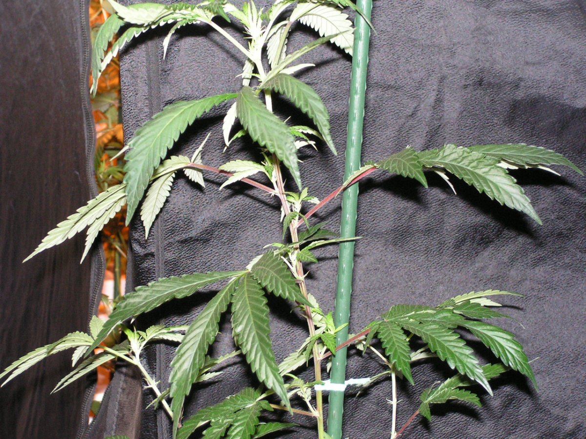 7 alien cookies 2