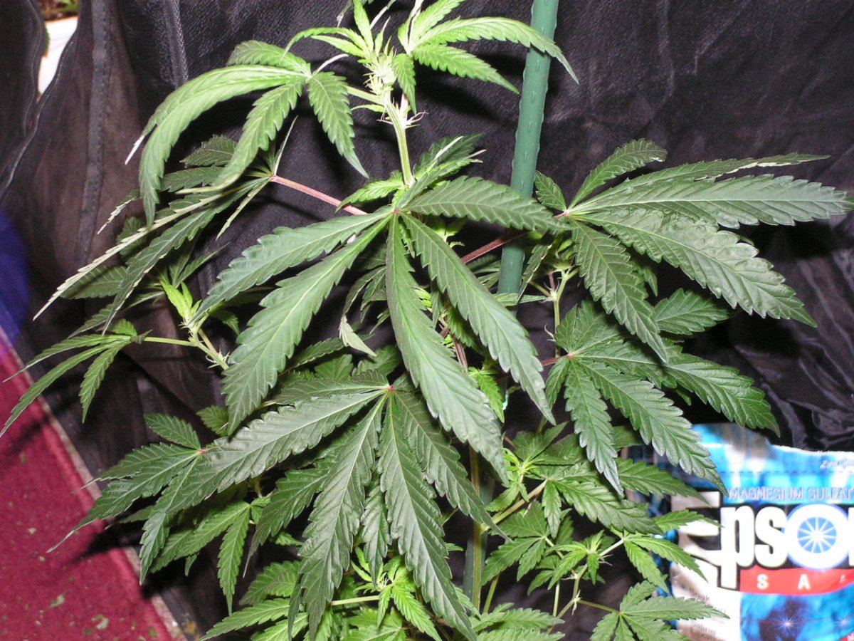 7 alien cookies 3