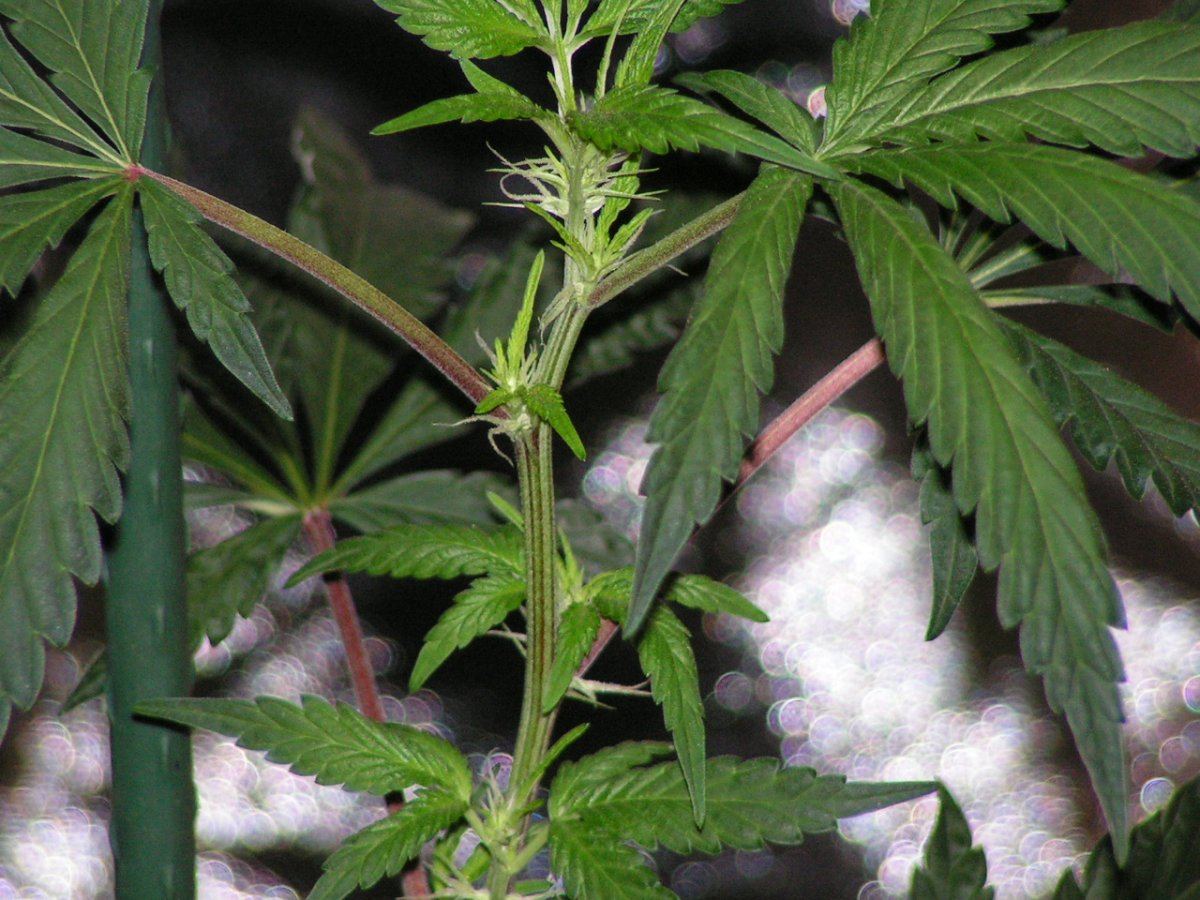 7 alien cookies 4