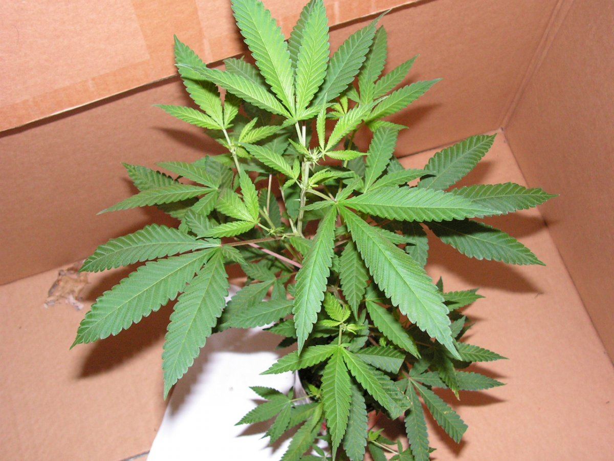 7 CHERRY PIE