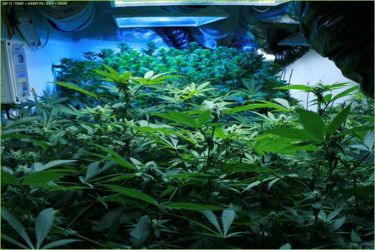 7 DAY17