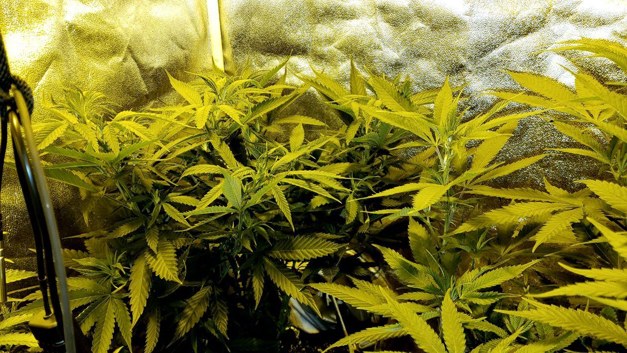 7 hrs after flush