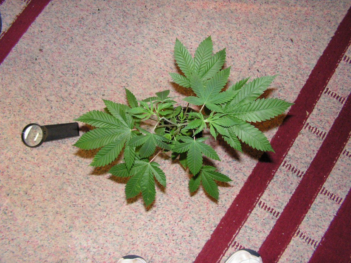 7 male 1