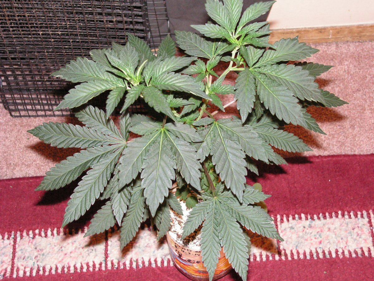 7 male 1