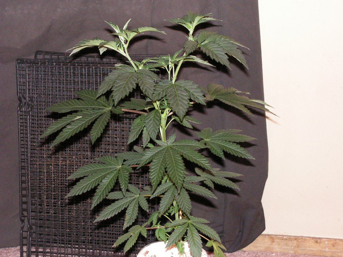 7 male 2