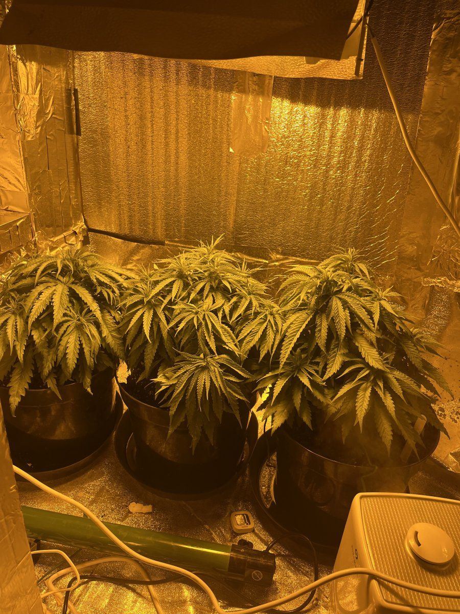 7 weeks from seed need some advice 2