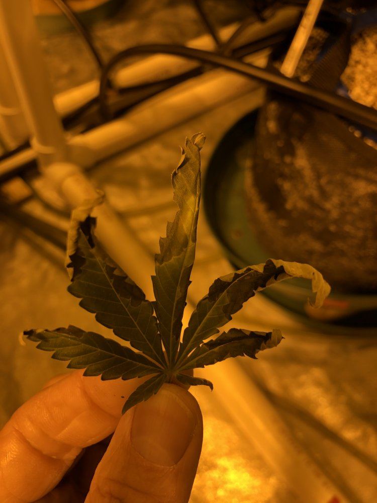 7 weeks into flower having some issues please help 12