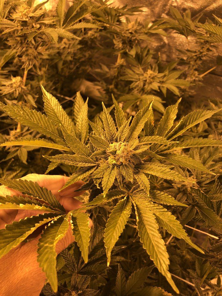 7 weeks into flower having some issues please help 2