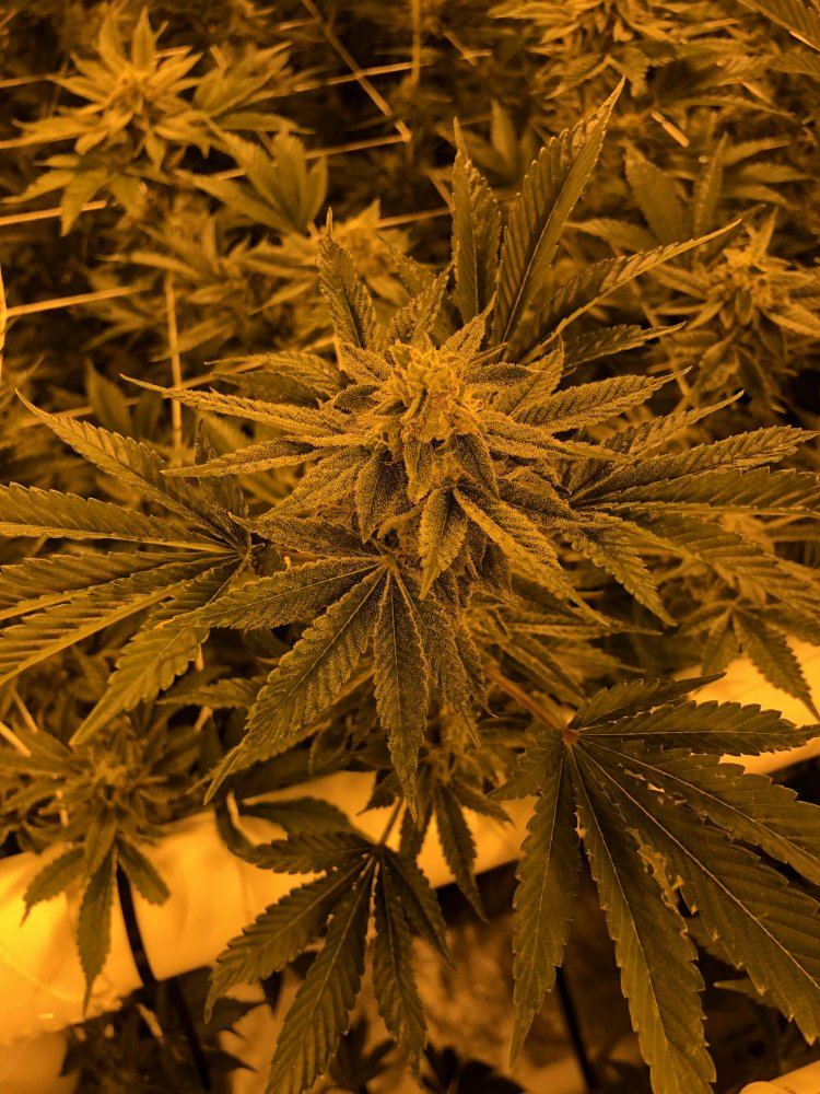 7 weeks into flower having some issues please help 6