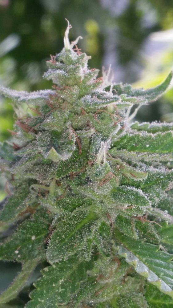 7 weeks white widow flowering 2