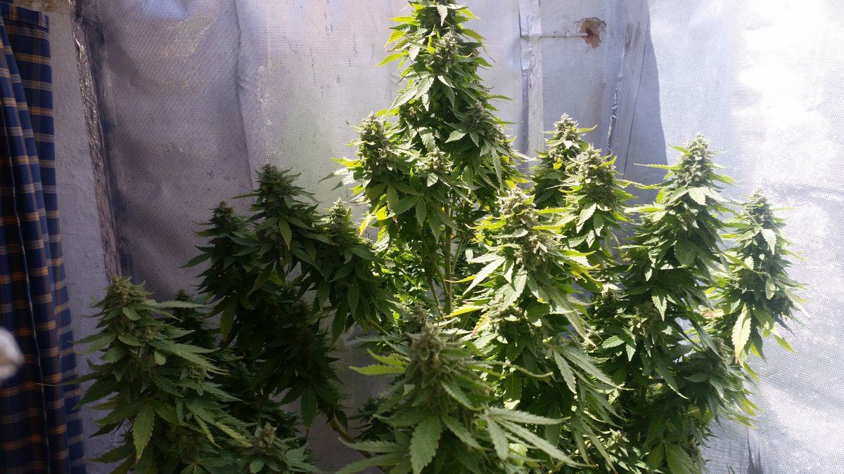 7 weeks white widow flowering 3