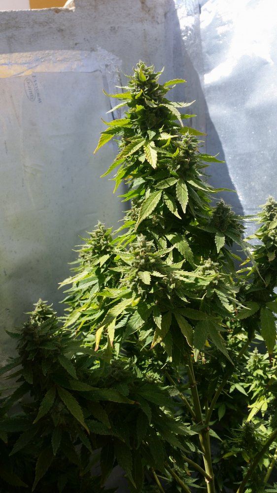 7 weeks white widow flowering 4