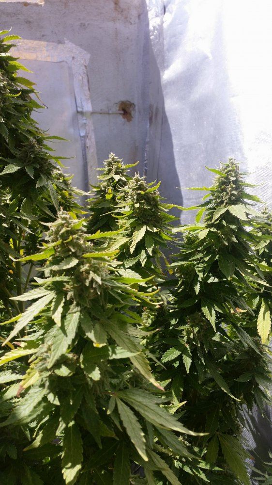 7 weeks white widow flowering