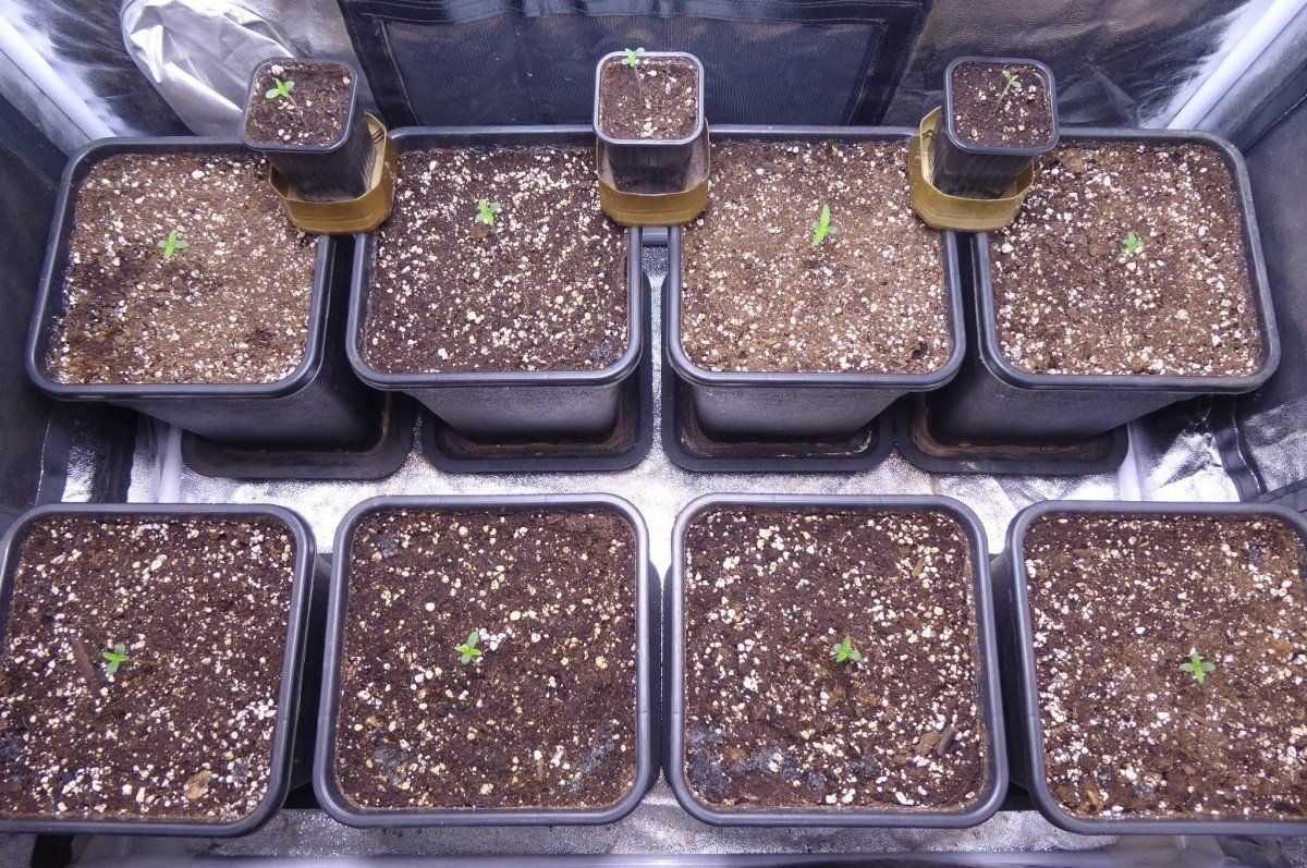 7003893 grow journal by herbaledusweet seedsblack jack cbd