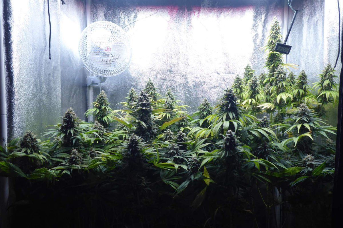 7004028 white critical