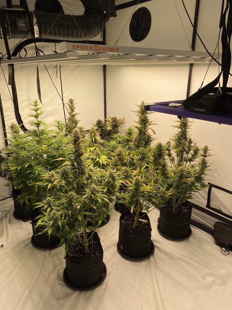 7014714 indica
