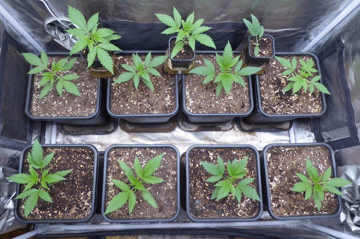 7041370 black jack cbd