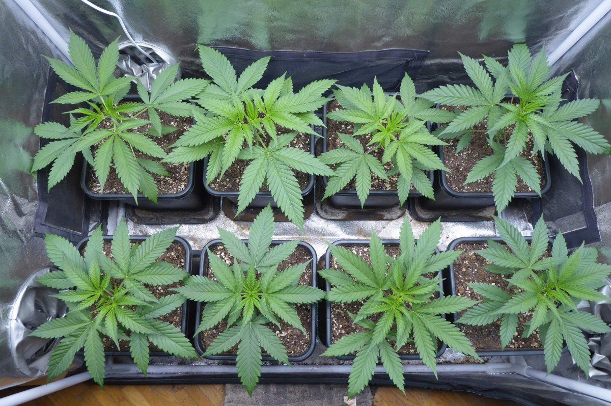 7064885 black jack cbd